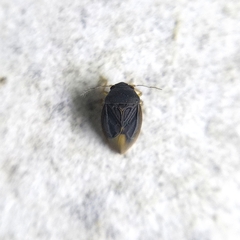 Schizopteridae