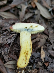 Lanmaoa pseudosensibilis