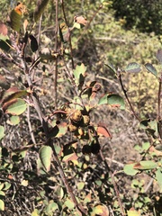 Amelanchier utahensis