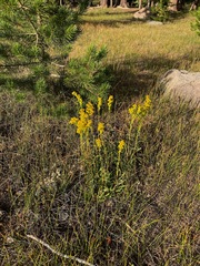 Solidago spectabilis