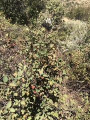 Amelanchier utahensis