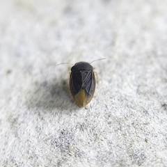 Schizopteridae