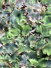 Marchantia