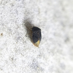 Schizopteridae