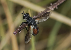 Cylindromyia