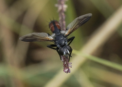 Cylindromyia