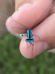 Enallagma doubledayi