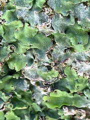 Marchantia