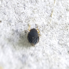 Schizopteridae