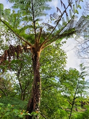 Sphaeropteris lepifera