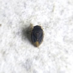 Schizopteridae