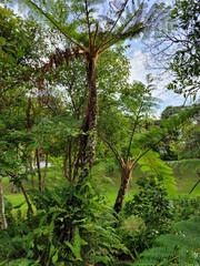 Sphaeropteris lepifera