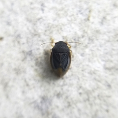 Schizopteridae