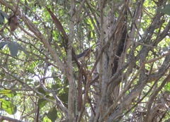 Symposiachrus trivirgatus