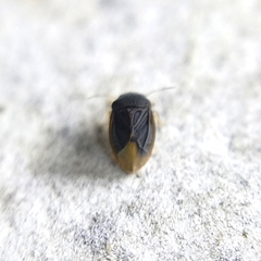 Schizopteridae