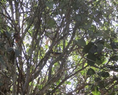 Symposiachrus trivirgatus