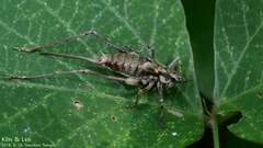 Paratlanticus ussuriensis