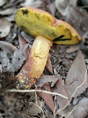Lanmaoa pseudosensibilis