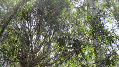 Symposiachrus trivirgatus