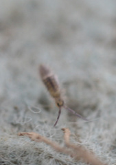 Entomobrya