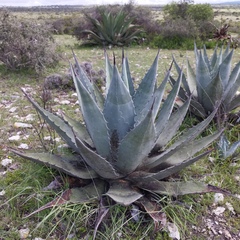 Agave applanata