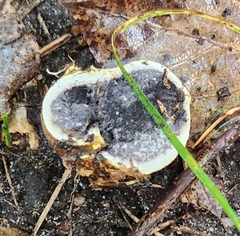 Scleroderma bovista