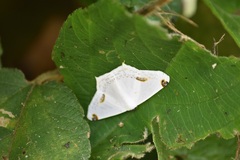 Sericoptera area