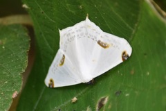 Sericoptera area