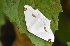 Sericoptera area