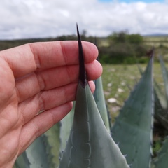 Agave applanata