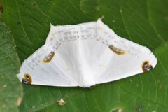 Sericoptera area