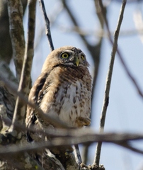 Glaucidium siju