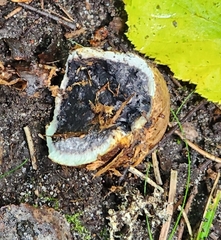 Scleroderma bovista