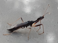 Myodocha serripes