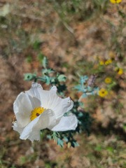 Argemone polyanthemos