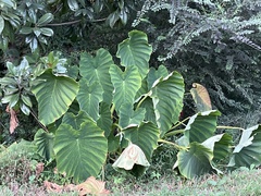 Colocasia