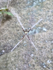 Argiope minuta