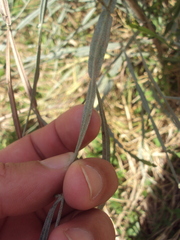 Baccharis articulata
