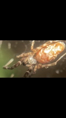Uloborus