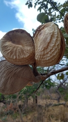 Aspidosperma macrocarpon