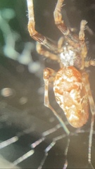 Uloborus