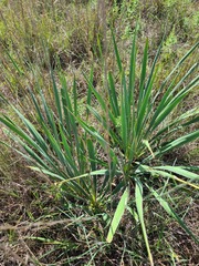 Yucca arkansana