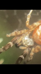 Uloborus