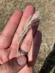 Bothriochloa laguroides