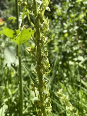 Platanthera sparsiflora