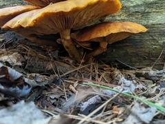 Gymnopilus junonius