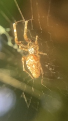 Uloborus