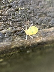 Macrosiphum rosae