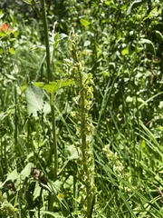 Platanthera sparsiflora