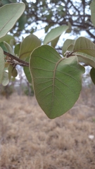 Aspidosperma macrocarpon